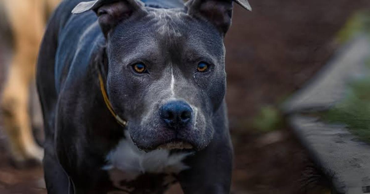 Un nintildeo de 4 antildeos murioacute tras ser atacado por un pitbull y detuvieron a su madrina