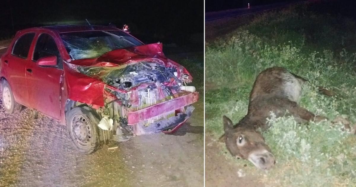 Un choque con animales sueltos en la Ruta 34 dejoacute dos mujeres trasladadas al hospital