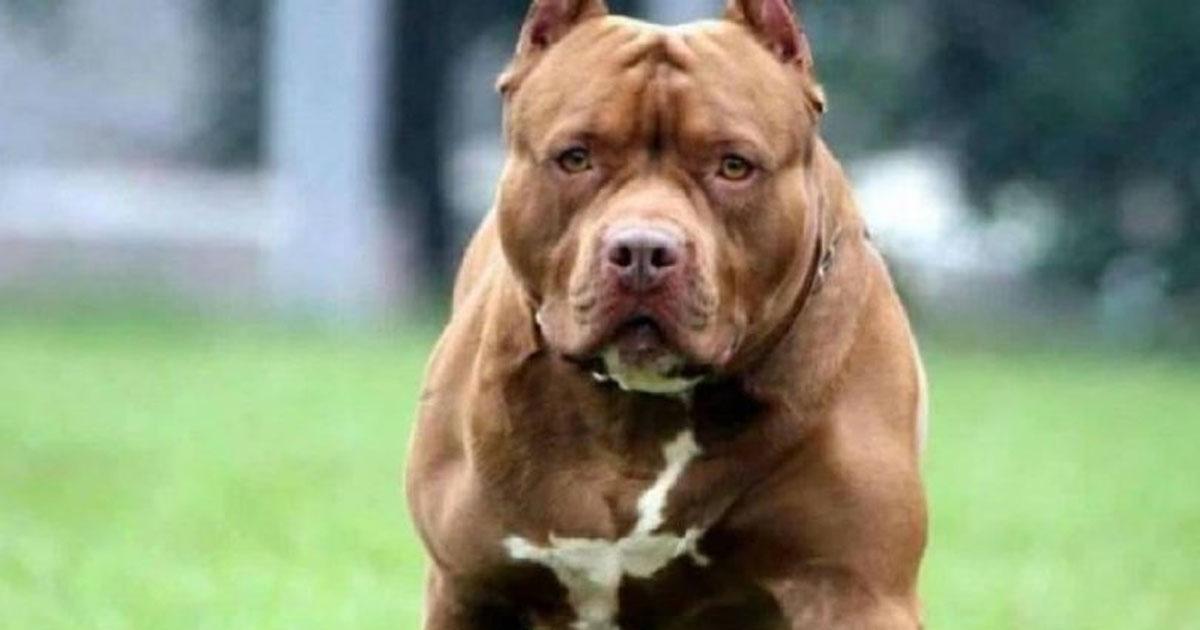 Un pitbull atacoacute a una jubilada de 79 antildeos y a su perro salchicha