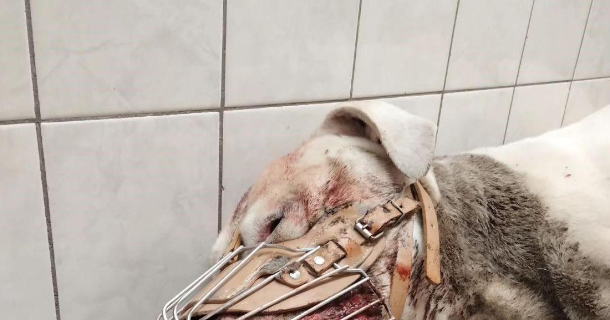 Atacoacute con un hierro a Pitbull y le causoacute muerte cerebral