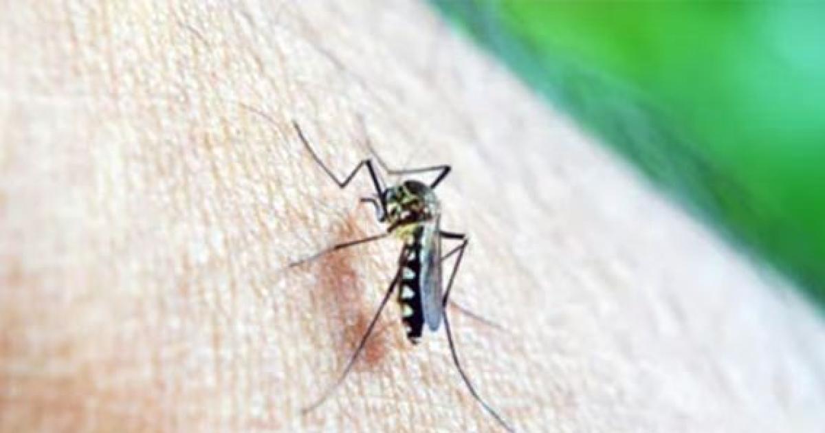 Dengue y fenoacutemeno de El Nintildeo- coacutemo las lluvias podriacutean impactar en la temporada 2026-2027