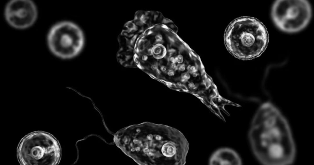 La ameba Naegleria fowleri ingresa al organismo humano a través de la nariz y se traslada por las fibras nerviosas hacia el cerebro