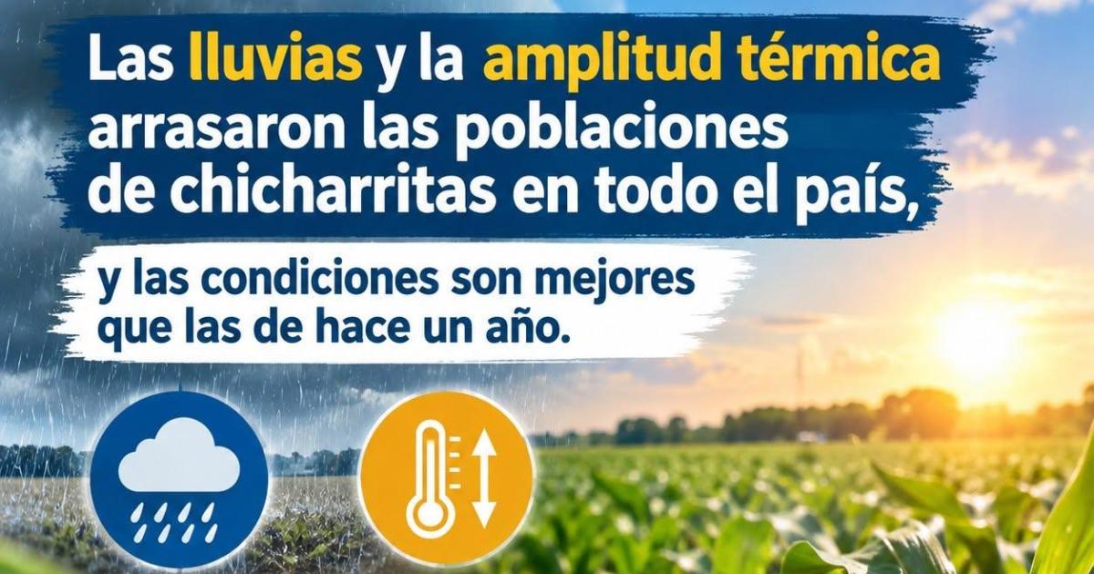 Una buena- el clima arrasoacute con la plaga de chicharritas en el paiacutes