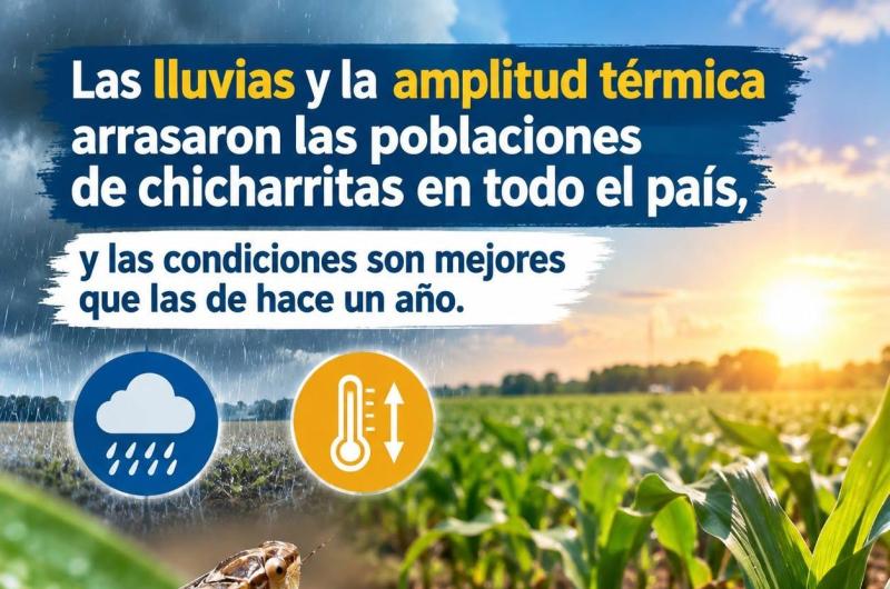 Una buena- el clima arrasoacute con la plaga de chicharritas en el paiacutes