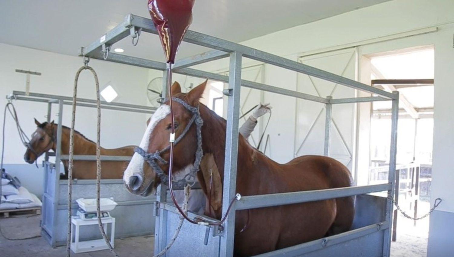 Получение сыворотки из крови лошади. Лошадиная сыворотка. Переливание крови у лошадей.