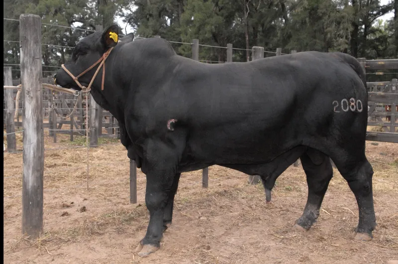 Faenaron un toro Braford, valuado en $5.000.000