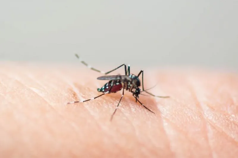 Alerta: confirmaron un nuevo caso de dengue en el último reporte