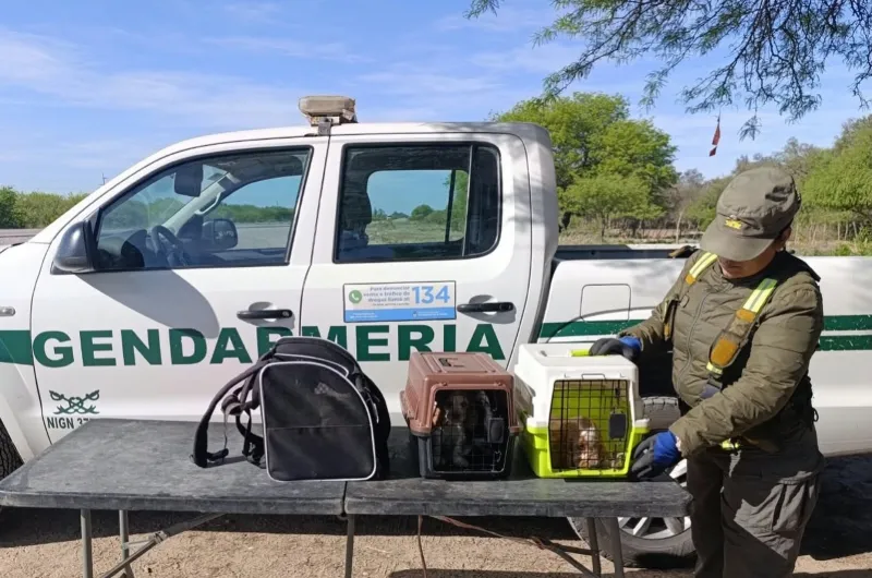 Secuestro de cachorras en Ruta 34: la ONG Bichos denunció hostigamiento